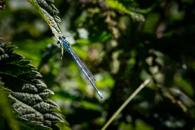 Close-up of dragonfly on plant