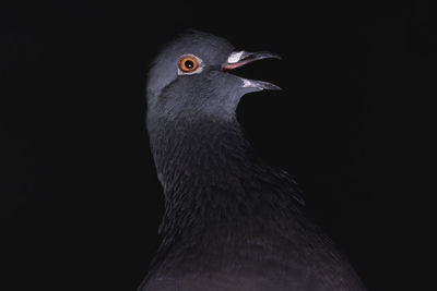 Close-up of a bird