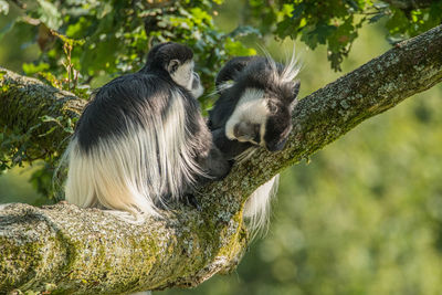 Monkeys in a forest