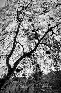 Low angle view of tree against sky