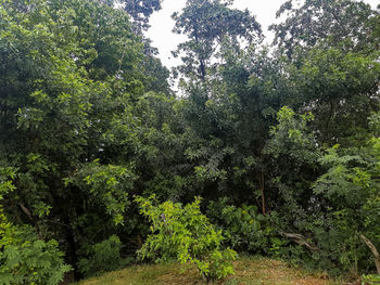 Trees growing in forest