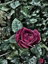 Close-up of rose with water drops