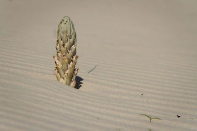 Close-up of crab on sand