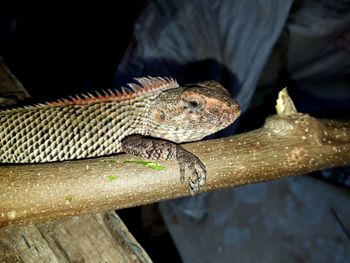 Close-up of lizard on wood