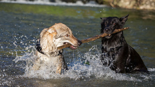 Dogs playing in water