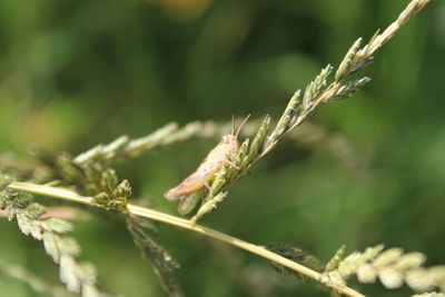 Close-up of insect on plant