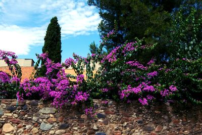 Pink flowers blooming in park