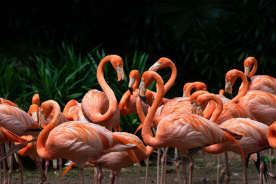 Flock of flamingos by lake