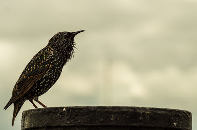 Close-up of starling bird perching outdoors