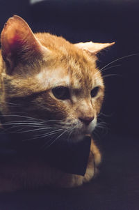 Close-up of a cat looking away