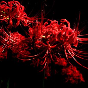 Close-up of red flowers