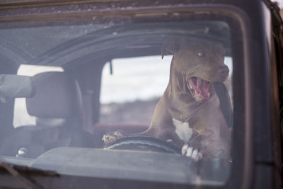 Dog in car seen through windshield