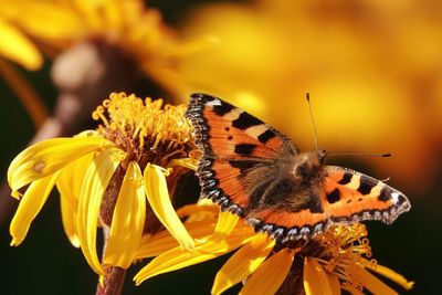 Close-up of butterfly pollinating on yellow flower