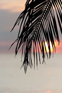 Close-up of silhouette plant against sky at sunset