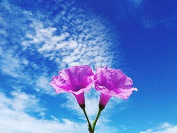 Close-up of pink rose flower against blue sky