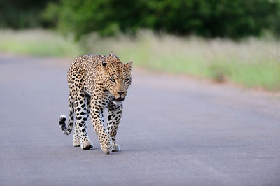 View of cat walking on road