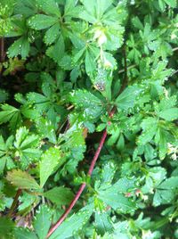 Close-up of green leaves on plant