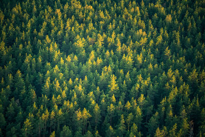 A beautiful view from the above to the forest in summer morning. aero photography of the wild woods.