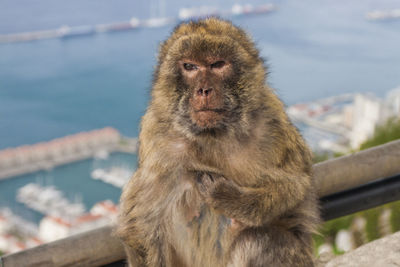 Close-up of monkey