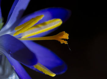 Close-up of flower over black background