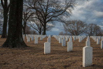 Trees in cemetery against sky