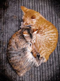 High angle view of cat lying on wood