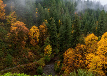 Scenic view of pine trees in forest during autumn