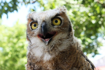 Close-up portrait of a owl