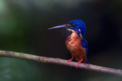 Close-up of bird perching on branch
