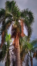 Low angle view of palm trees