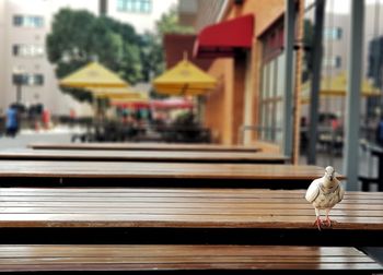 Bird perching on bench against buildings