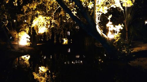 Trees growing in sunlight