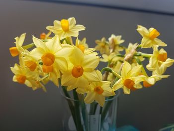 Close-up of yellow daffodil flowers in vase