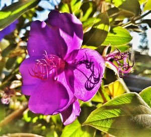 Close-up of purple flowers