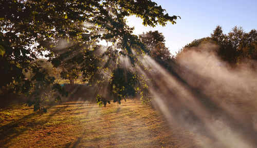 Close-up of trees against sky