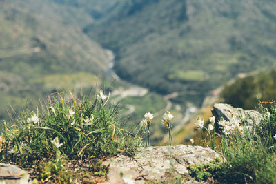 Close-up of plants against blurred background