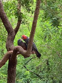 Bird perching on tree