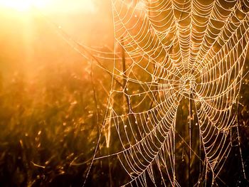 Close-up of spider web at night