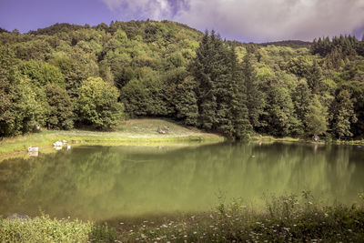 Scenic view of lake against trees in forest