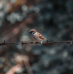 Close-up of bird perching on barbed wire