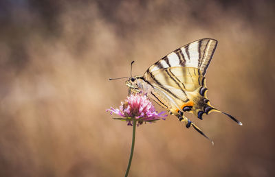 Close-up of butterfly pollinating on flower