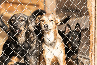 Close-up portrait of dogs against fence