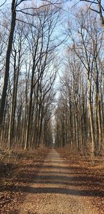 Dirt road along trees in forest