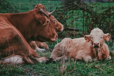 Cows in a field