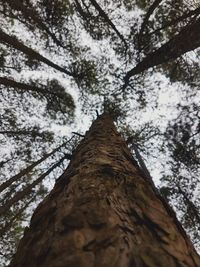 Low angle view of tree