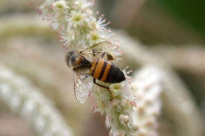 Close-up of honey bee pollinating flower