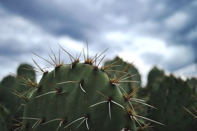 Close-up of cactus plant against sky