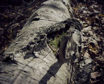 High angle view of tree stump