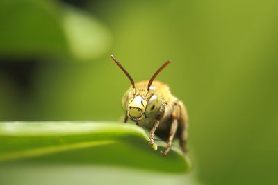 Close-up of insect
