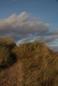 Dunes at wintrton-on-sea norfolk 